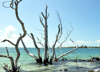 Escale Brésil (Porto Belo)